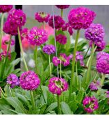Primula denticulata ´Corola Deep Rose´