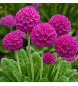 Primula denticulata ´Corola Deep Rose´
