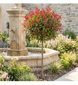 Photinia x frasseri 'Carré Rouge' na kmienku
