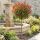Photinia x frasseri 'Carré Rouge' na kmienku