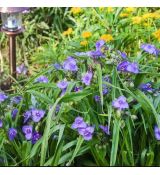 Tradescantia andersoniana