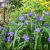 Tradescantia andersoniana