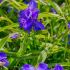 Tradescantia andersoniana