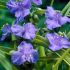 Tradescantia andersoniana
