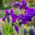 Iris germanica ´Titan´s Glory´