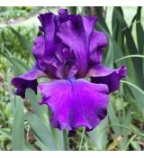 Iris germanica ´Titan´s Glory´