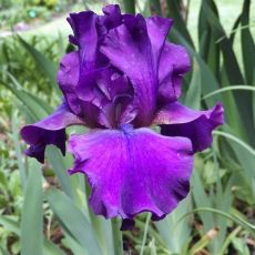 Iris germanica ´Titan´s Glory´