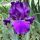 Iris germanica ´Titan´s Glory´