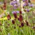 Sanguisorba officinalis ´Red Thunder´