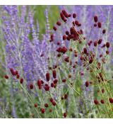 Sanguisorba officinalis ´Red Thunder´