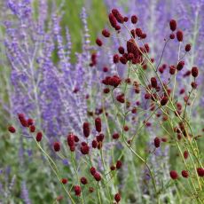 Sanguisorba officinalis ´Red Thunder´
