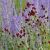 Sanguisorba officinalis ´Red Thunder´