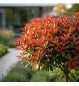 Photinia x  frasseri ´Magical Volcano´® na kmienku