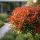 Photinia x  frasseri ´Magical Volcano´® na kmienku