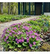 Primula vulgaris ´Purple´