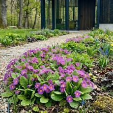 Primula vulgaris ´Purple´