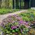 Primula vulgaris ´Purple´