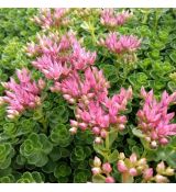 Sedum spurium