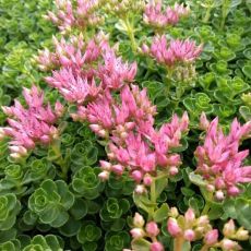 Sedum spurium
