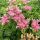 Sedum spurium