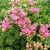 Sedum spurium