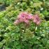 Sedum spurium