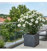 Nerium Oleander ´White´