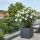 Nerium Oleander ´White´