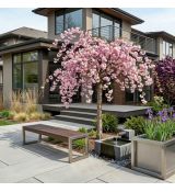 Prunus serrulata ´Kiku-Shidare-Zakura´