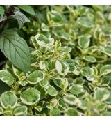 Pamajorán obyčajný ´Variegata´ (Oregano)