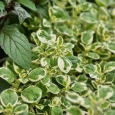 Pamajorán obyčajný ´Variegata´ (Oregano)