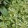 Pamajorán obyčajný ´Variegata´ (Oregano)