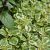 Pamajorán obyčajný ´Variegata´ (Oregano)
