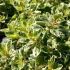 Pamajorán obyčajný ´Variegata´ (Oregano)
