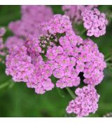 Achillea millefolium ´Lilac Beauty´