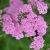 Achillea millefolium ´Lilac Beauty´