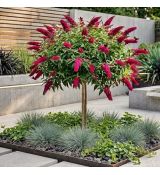 Buddleia davidii ´Mix´ na kmienku