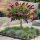 Buddleia davidii ´Mix´ na kmienku