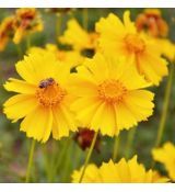 Coreopsis grandiflora