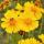 Coreopsis grandiflora