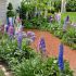 Delphinium Fantasy Mix