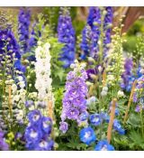 Delphinium Fantasy Mix