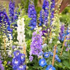 Delphinium Fantasy Mix