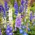Delphinium Fantasy Mix
