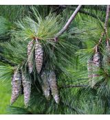 Pinus wallichiana