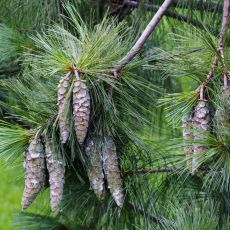 Pinus wallichiana