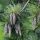 Pinus wallichiana