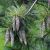 Pinus wallichiana
