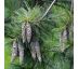 Pinus wallichiana 9L / výška 35-50 cm