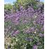 Verbena bonariensis